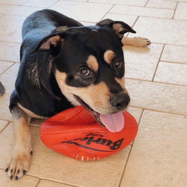 Photo of Chayse Db551