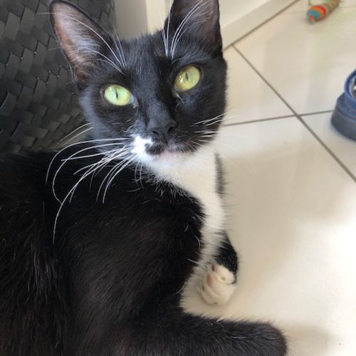 Sparrow
