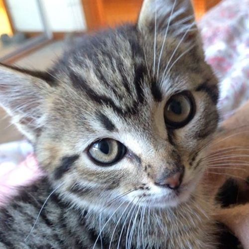 Dara, kitten who loves dogs & cats!