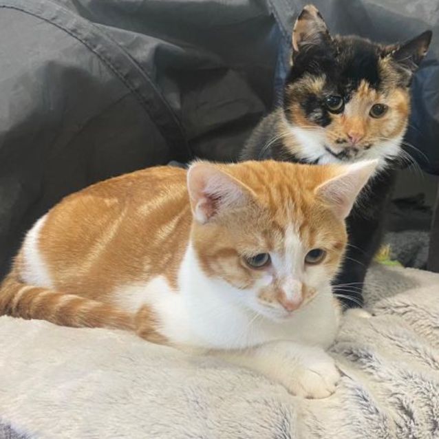 Photo of Cheeto