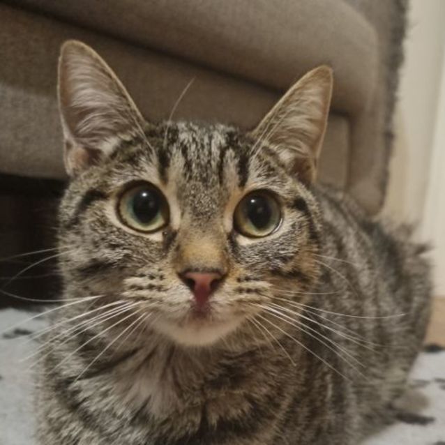 Photo of Izzy   Located In Preston 