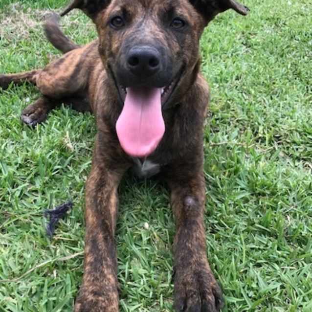 Photo of Coco (On Adoption Trial)