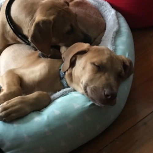 Jasper (on adoption trial)