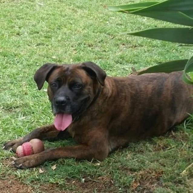 Photo of Rosey Db557