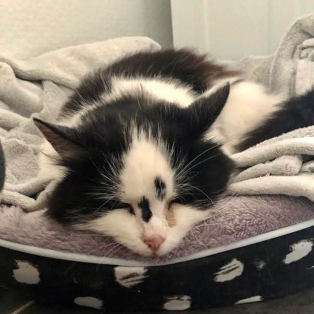 Photo of Tilly ~ 6yr Old Cat (On Trial 9/4/21)