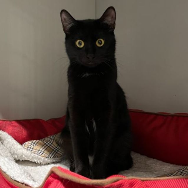 Photo of Binx