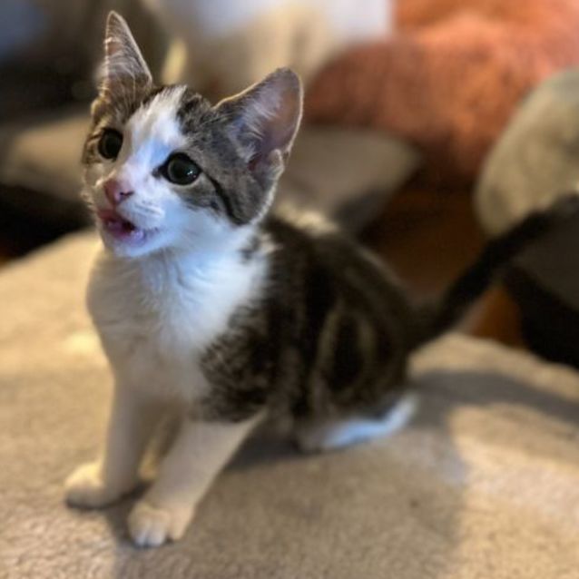 Photo of Incy **2nd Chance Cat Rescue**