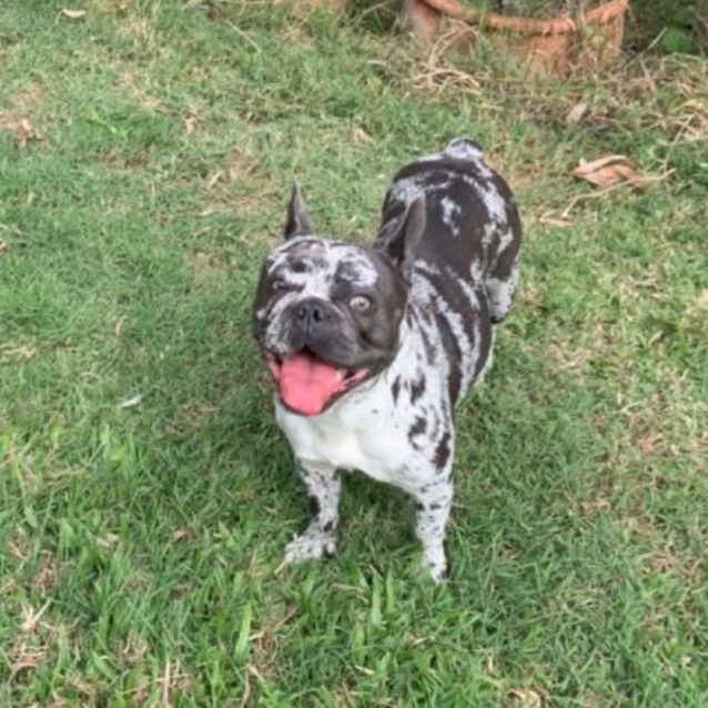Photo of Shadow 