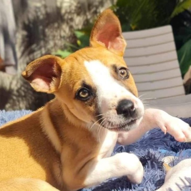 Photo of Roger 🐕🧡