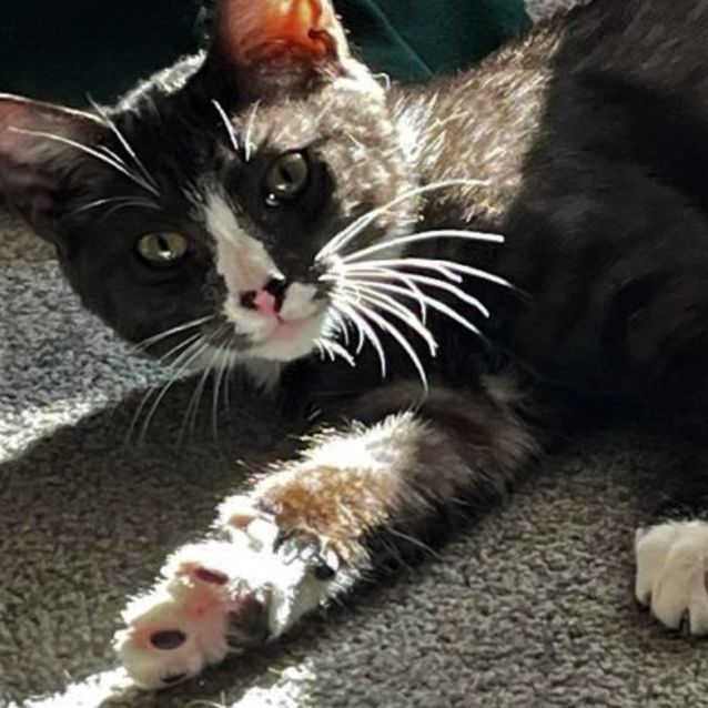 Photo of Amber ^^Dandy Cat Rescue^^