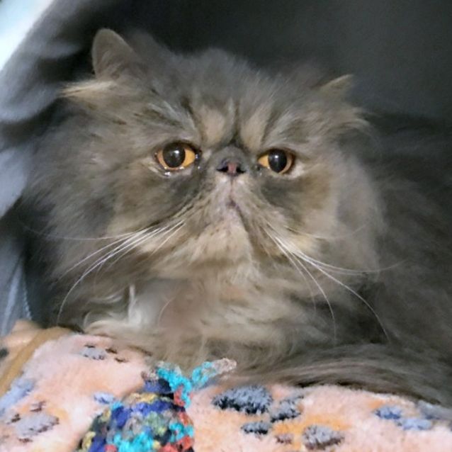 Babushka - Female Persian Cat in VIC - PetRescue