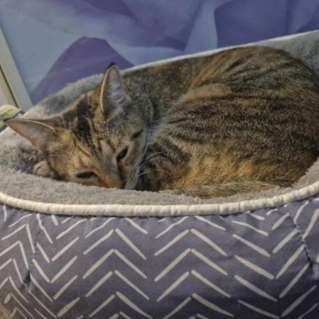 Photo of Chloe 🦋🐈