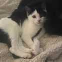 Photo of Chompie The Pirate