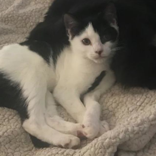 Photo of Chompie The Pirate
