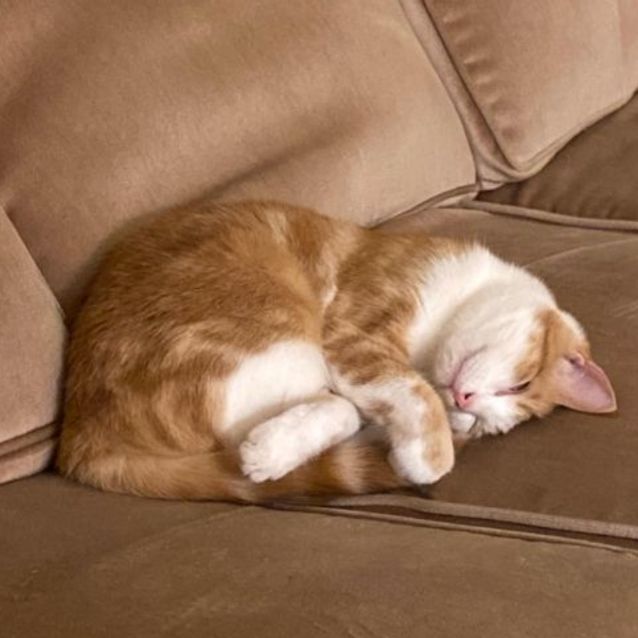 Photo of Clementine