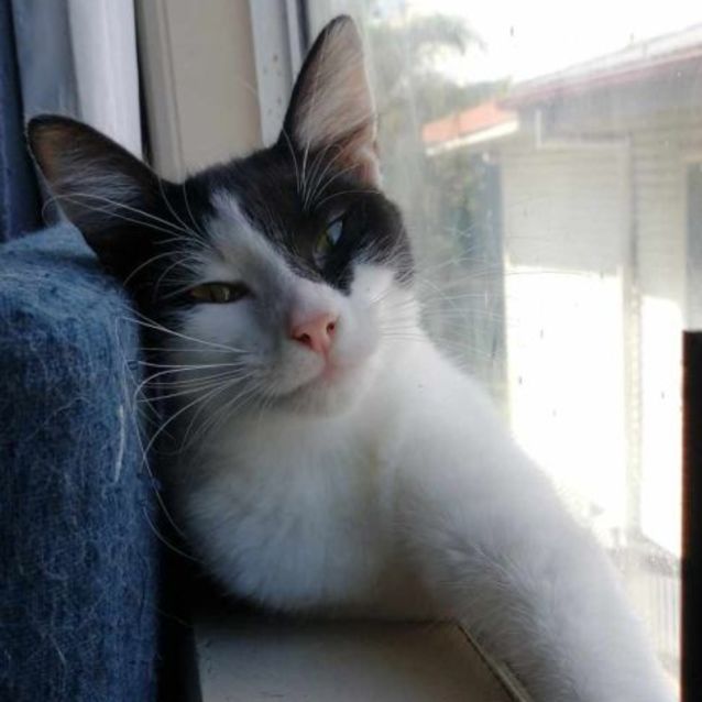 Photo of Luna