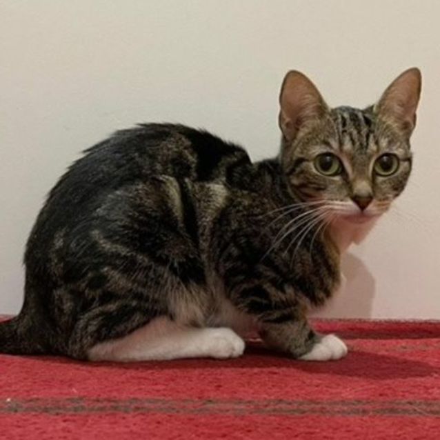 Photo of Pixie