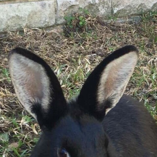Leroy *•Adopt me•* - Male Dwarf Mix Rabbit in NSW - PetRescue