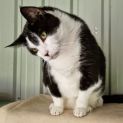 Photo of Nipper