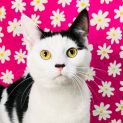 Photo of Portia Located In Northcote