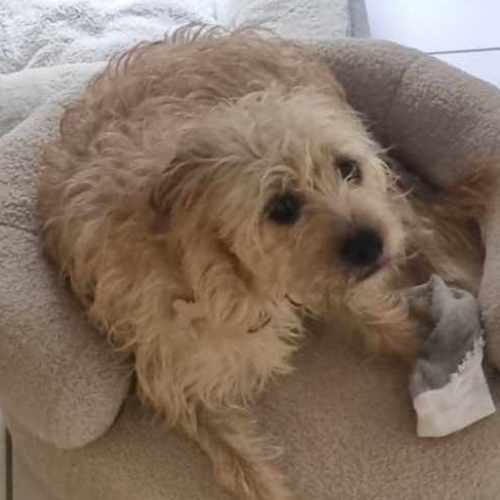 No photo for Scruffy