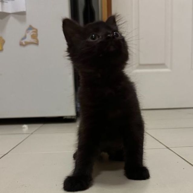 Photo of Blitzle **2nd Chance Cat Rescue**