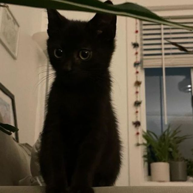 Photo of Shorty