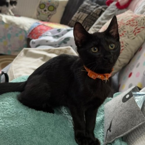 Rosalie **2nd Chance Rescue**