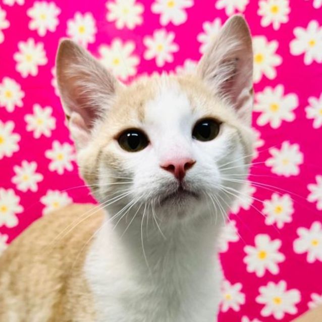 Photo of Caramel   Located In Preston