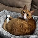 Photo of Scarlett **2nd Chance Cat Rescue**