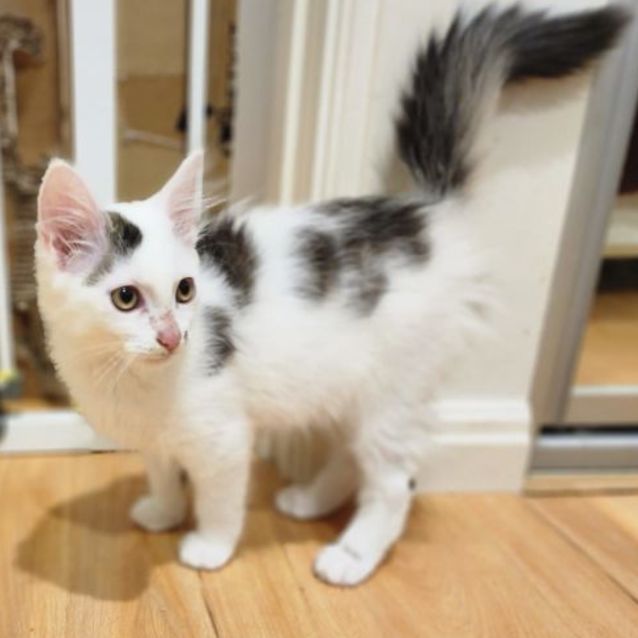 Photo of Snowball ☃️