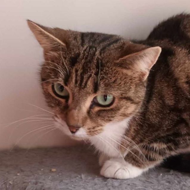 Photo of Johanna **2nd Chance Cat Rescue**