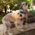 Photo of Tillie & Aisla Chinese Crested
