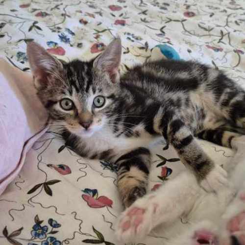 Fry **2nd Chance Cat Rescue**