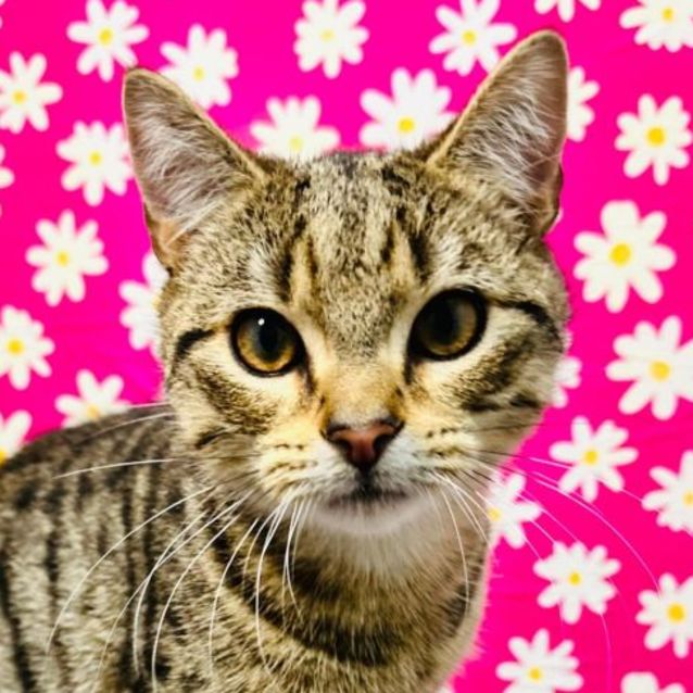 Photo of Tiger   Located In Preston