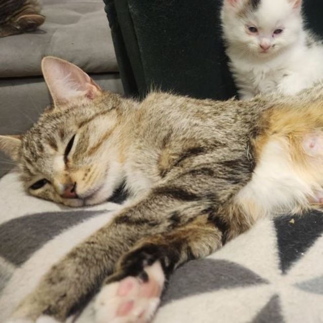 Photo of Mickey 🐭🏰