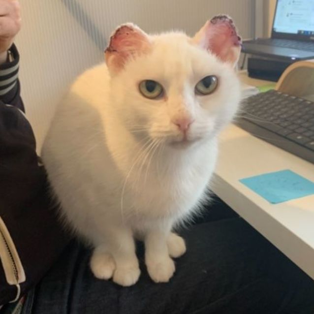 Photo of Tinkerbell 