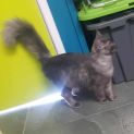 Photo of Mystique