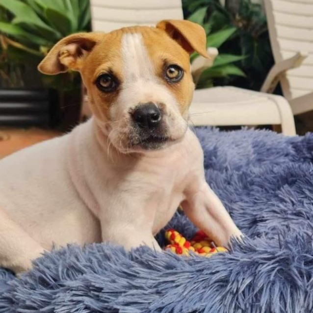 Photo of Rafa 🐶💙