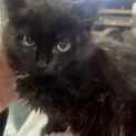 Photo of Velvet
