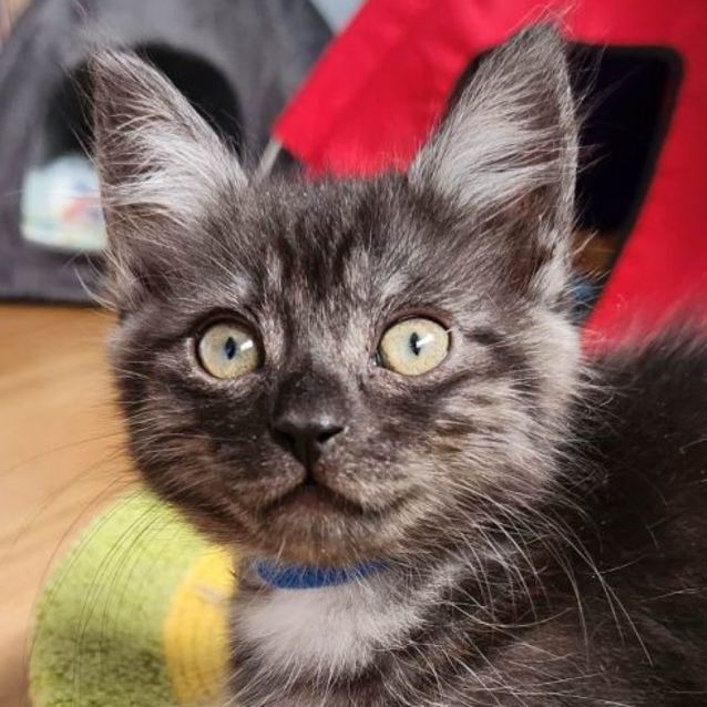 Photo of Lucian ^Dandy Cat Rescue^