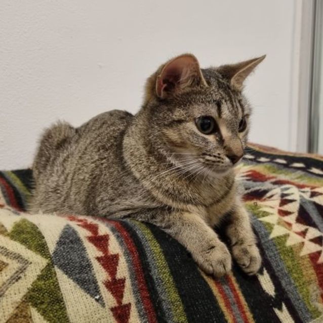 Photo of Coco  2 Year Old Female Cat (On Trial 04/06/2022)