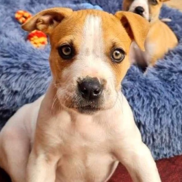 Photo of Rafa 🐶💙