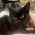 Photo of Velvet