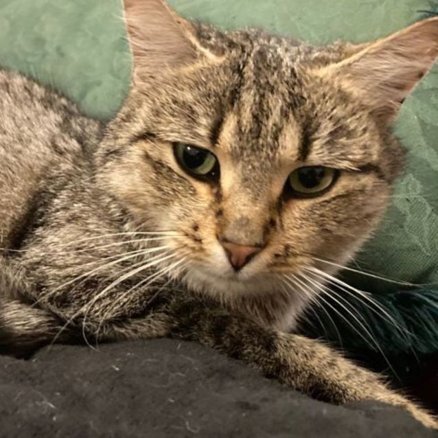 Photo of Tabitha   Located In Lower Templestowe