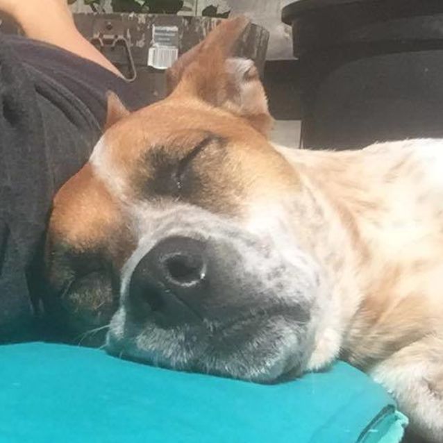 Photo of Tia *App Pending*