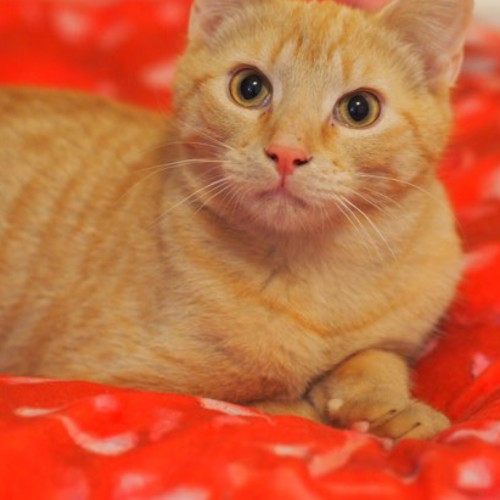Bronson. Handsome and playful!