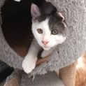 Photo of Curry ** 2nd Chance Cat Rescue**