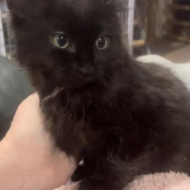 Photo of Velvet