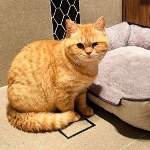 Small Paws Animal Rescue QLD PetRescue